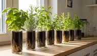 Cara Membuat Kebun Herbal Mini di Botol Kaca Bekas, Dapur Segar dan Ramah Lingkungan