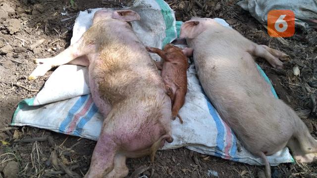 Belum Ada Vaksin Kematian Babi Di Ntt Terus Meningkat Regional