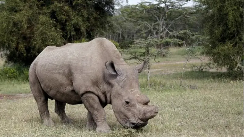 Sudan badak langka 