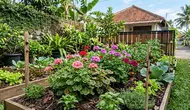 14 Tanaman Pengusir Siput yang Aman untuk Kebun Organik, Lengkap Cara Alami Mengendalikannya
