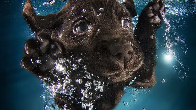 Potret Anak Anjing Lucu Belajar Berenang Mencuri Hati