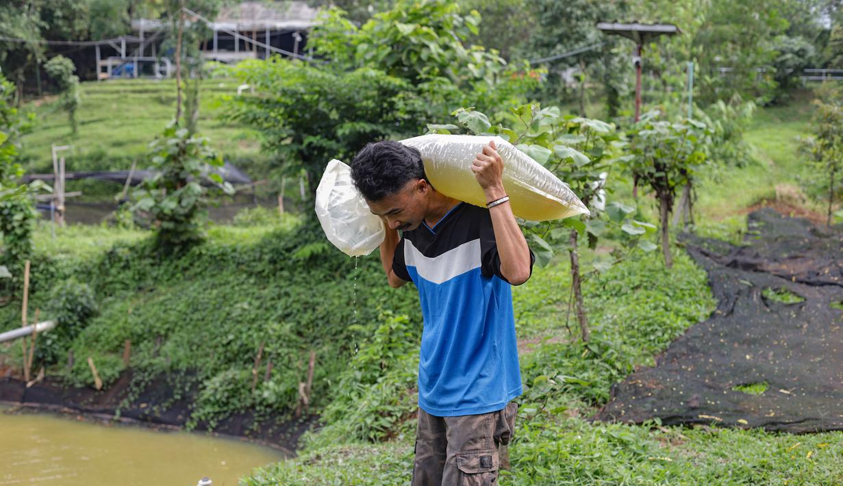 Peternak membawa bibit arwana yang akan dibesarkan pada kolam besar di Farm Royal Red Arowana yang terletak di kawasan Jasinga, Bogor, Jawa Barat, Sabtu (15/11/2025). Di balik sisik berkilau dan gerakannya yang elegan, ikan arwana telah lama menjadi bintang di dunia ikan hias. Tidak hanya digemari karena keindahannya, arwana juga dikenal sebagai salah satu ikan hias dengan nilai jual paling tinggi, bahkan beberapa jenis langkanya pernah menembus harga ratusan juta rupiah per ekor. (merdeka.com/Arie Basuki)