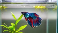 Cara Mencegah Ikan Cupang Cepat Mati Setelah Ganti Air, Panduan Lengkap untuk Pemula