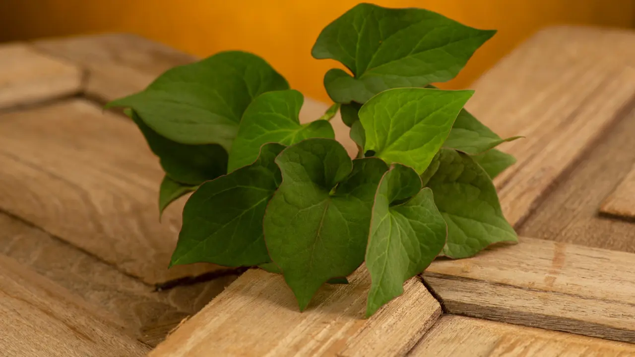 Heartleaf, bahan K-Beauty yang sedang populer