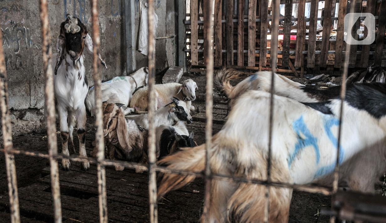 Sejumlah kambing yang dijual berada dalam kandang di Pasar Kambing, Tanah Abang, Jakarta, Selasa (6/7/2021). PPKM Darurat juga menyebabkan pengiriman hewan kurban dari luar kota terhambat sehingga stok kambing dan sapi terbatas. (merdeka.com/Iqbal S. Nugroho)