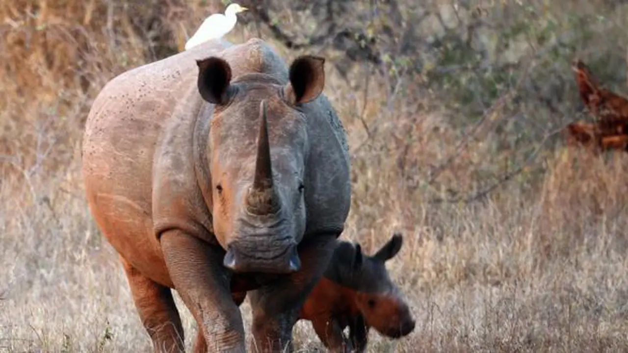 Terancam Punah, 500 Badak Dievakuasi dari Afrika Selatan