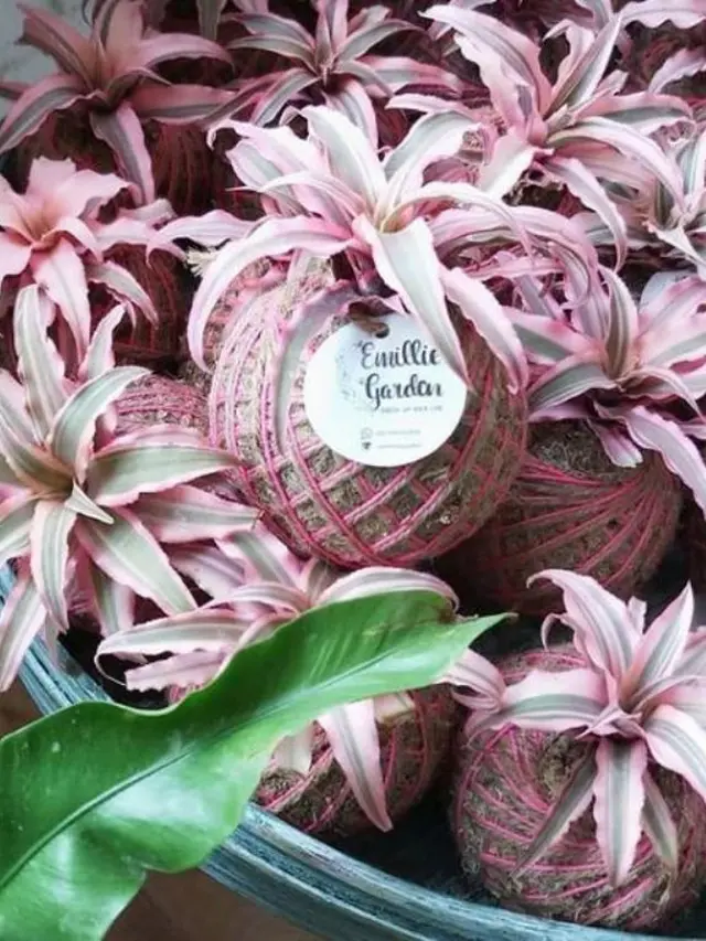 Kokedama, Tanaman yang Mudah Dirawat