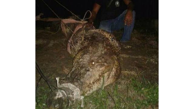 Teror Buaya di Jambi