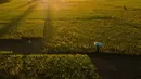 Seorang petani memanggul karung berisi tanaman padi yang rusak akibat kekeringan di Aneuk Galong, Provinsi Aceh, Minggu, 30 Agustus 2026. (AFP/ Chaideer Mahyuddin)