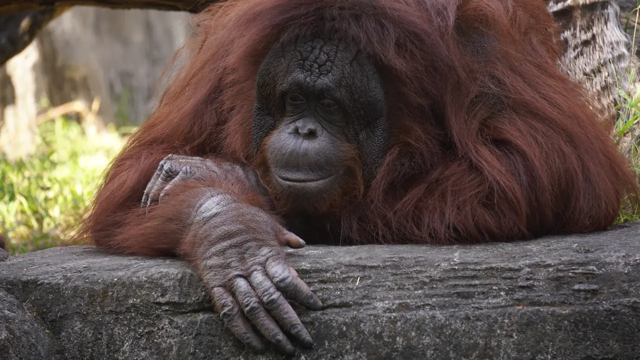Ilustrasi orang utan, satwa harapan