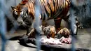Anak-anak harimau China Selatan terlihat bersama induk mereka di Kebun Binatang Shanghai di Shanghai, China timur (28/8/2020). Kebun Binatang Shanghai meluncurkan kampanye publik untuk memberikan nama kepada keempat anak harimau betina yang lahir pada 4 Juli 2020 tersebut. (Xinhua/Zhang Jiansong)