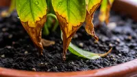 8 Cara Mengatasi Tanaman Layu Setelah Dipindahkan ke Pot Baru, Anti Gagal dan Tak Bikin Mati