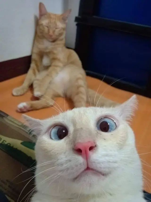 6 Pose Selfie Kucing Ini Bikin Gemes, Ekspresinya Lucu