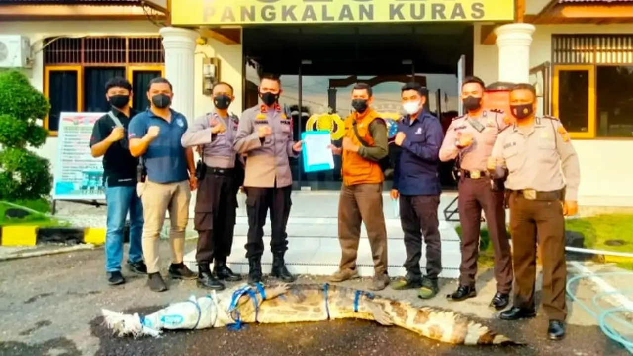 Serah terima buaya yang ditangkap polisi ke petugas BBKSDA Riau di Kabupaten Pelalawan.