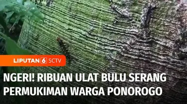 Ribuan ulat bulu menyerang permukiman warga di Ponorogo, Jawa Timur. Pemadam Kebakaran pun dihubungi untuk turun tangan menyemprot ulat bulu yang menyebabkan sejumlah warga gatal-gatal karena terkena bulu ulat.