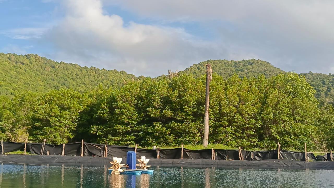 Tambak udang. (Liputan6.com/ ist)