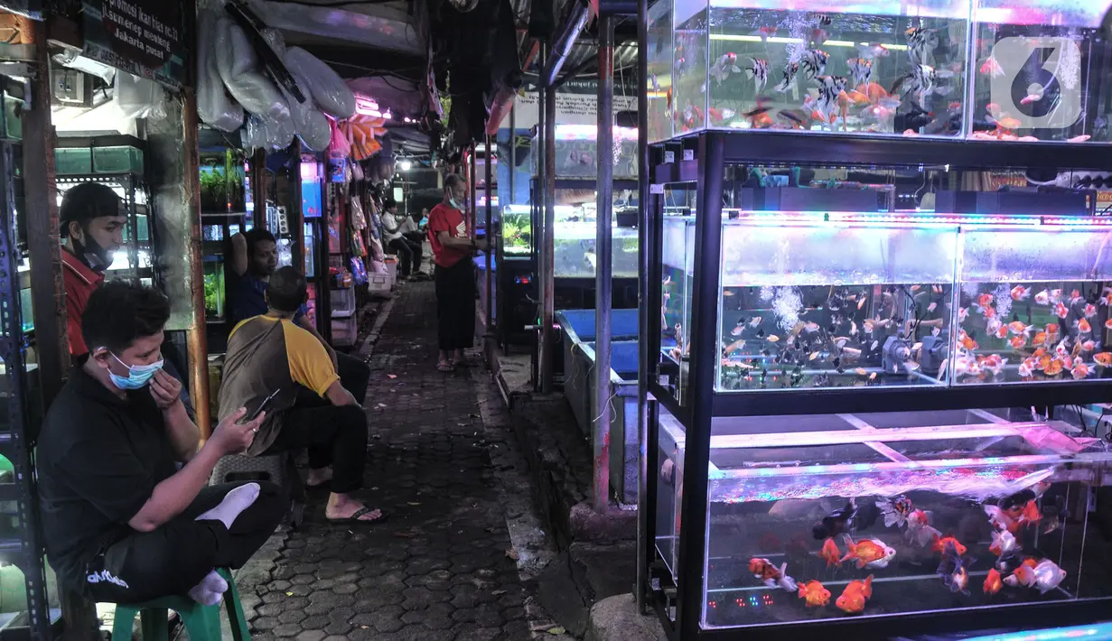Pedagang bermain samrtphone saat menunggu pembeli di kios Pasar Ikan Hias Sumenep, Jakarta, Minggu (14/11/2021). Sebelumnya, platform media sosial seperti Facebook dan Instagram melarang penjualan hewan peliharaan. (merdeka.com/Iqbal S. Nugroho)