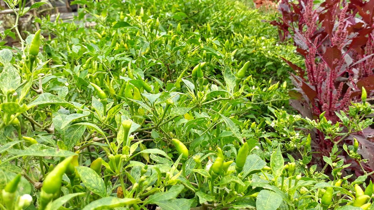 Cabai rawit yang dibudidayakan dengan sistem pertanian terpadu organik di Ponpes Rumbat Balong Ell Firdaus, Cilacap. (Foto: Liputan6.com/Muhamad Ridlo)