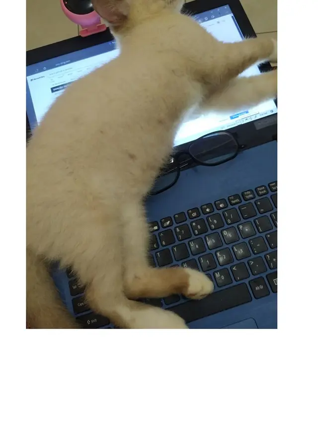 10 Potret Tempat Kucing Rebahan Ini Bikin Geleng Kepala, Enggak Habis Pikir