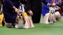 Shih Tzu berkompetisi dalam Breed Judging saat pertunjukan anjing Westminster Kennel Club di New York, Senin (11/2). Kompetisi yang disebut sebagai pertunjukan anjing terbesar itu telah digelar sejak 1877. (Sarah Stier/Getty Images/AFP)