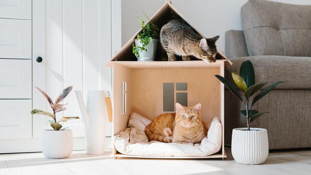 Bukan Hanya Kandang Kucing Lucu, Keamanannya Wajib Jadi Prioritas