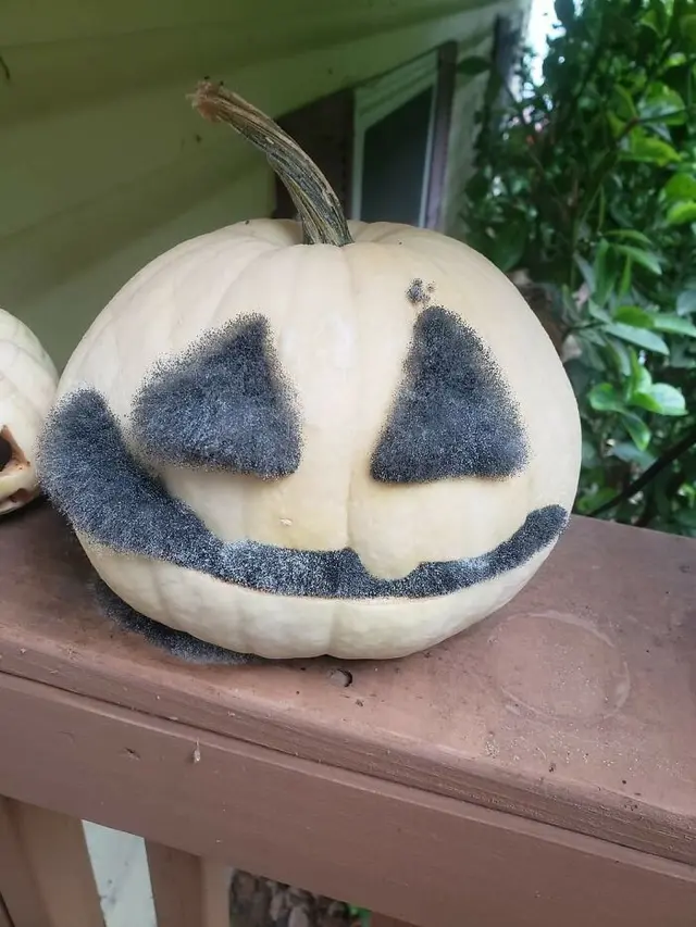 Labu Halloween yang berjamur