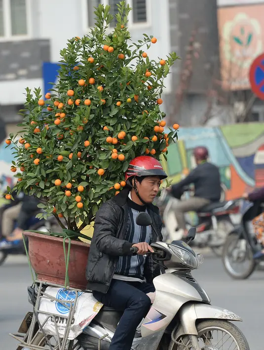 Seorang pekerja mengangkut pohon Kumquat yang akan dikirimkan ke pelanggan Imlek di Hanoi, Vietnam, Rabu (25/1). Masyarakat Vietnam sibuk mencari berbagai hiasan dan pernak-pernik untuk menyambut perayaan tahun baru Imlek. (Hoang DINH Nam/AFP)