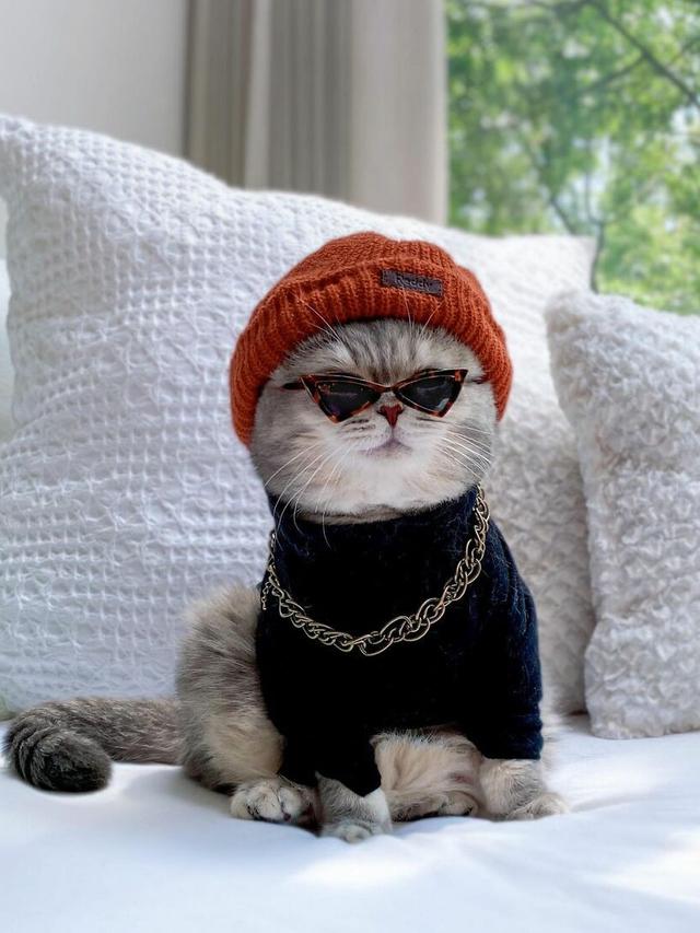 8 Potret Kucing saat Pakai Kostum Unik Ini Curi Perhatian, Menggemaskan