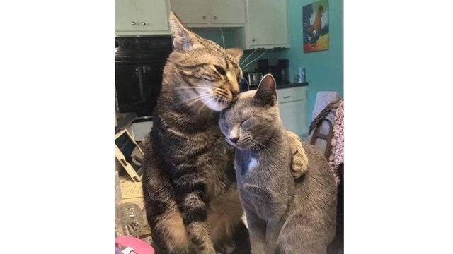 6 Tingkah Kucing Saling Bermesraan Ini Bikin Majikan Senyum