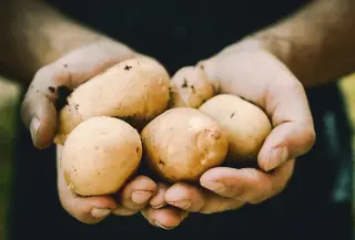 Memilih kentang untuk MPASI (Foto: unsplash/JESHOOTS.COM)