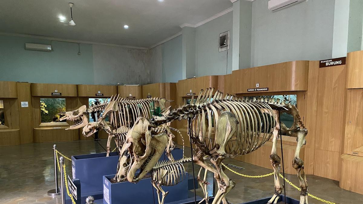 Museum Zoologi Bogor Rampung Direnovasi, Tampil Lebih Modern Lengkap Setelah 130 Tahun
