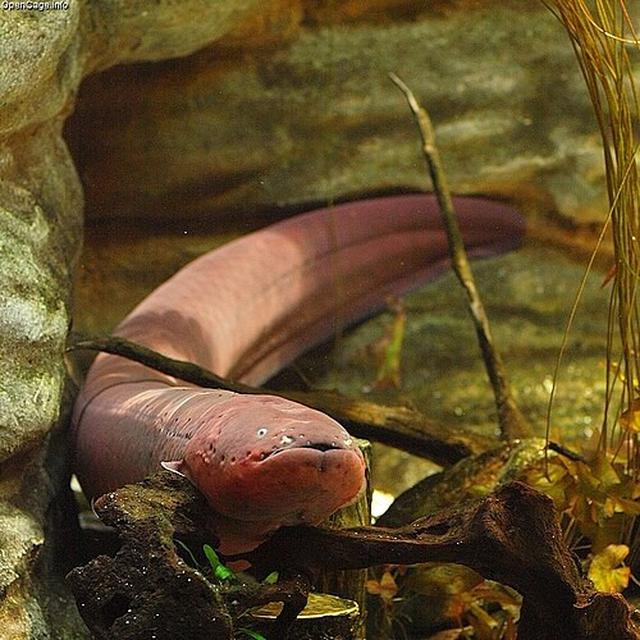 Electric Eel