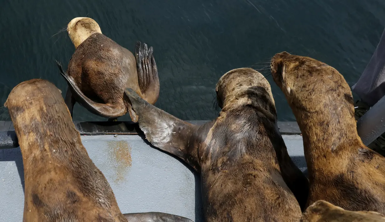 Sejumlah singa laut dilepas kembali bersama habitatnya di Callao, Peru (14/10). Singa laut tersebut telah menjalani perawatan selama enam bulan karena kondisi sakit. REUTERS