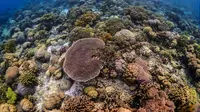 Eksplorasi Wakatobi, Surga Tersembunyi di Sulawesi Tenggara