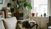 Cara Cepat Mengatasi Bau Pipis Kucing saat Kepepet, Kebersihan Rumah Terjaga