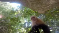 Sekawanan monyet nakal berjenis capuchin yang menghuni Manuel Antonia National Park, Costa Rica mencuri kamera GoPro yang menempel di pohon
