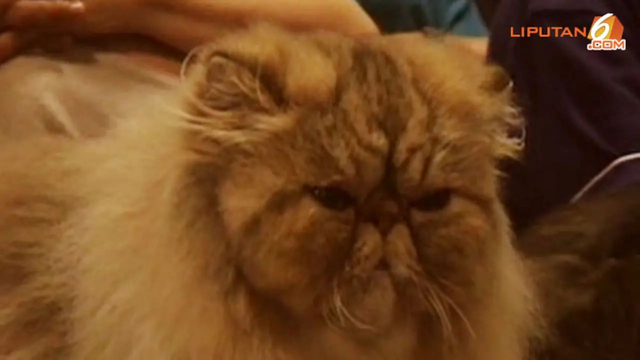 Adu Cantik Kucing Persia Nan Lucu