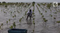 Sejak tahun 2023 lalu, PT. Kilang Pertamina Internasional Project Balongan telah menanam 110 ribu bibit mangrove di area seluas 10 hektar. (Liputan6.com/Angga Yuniar)