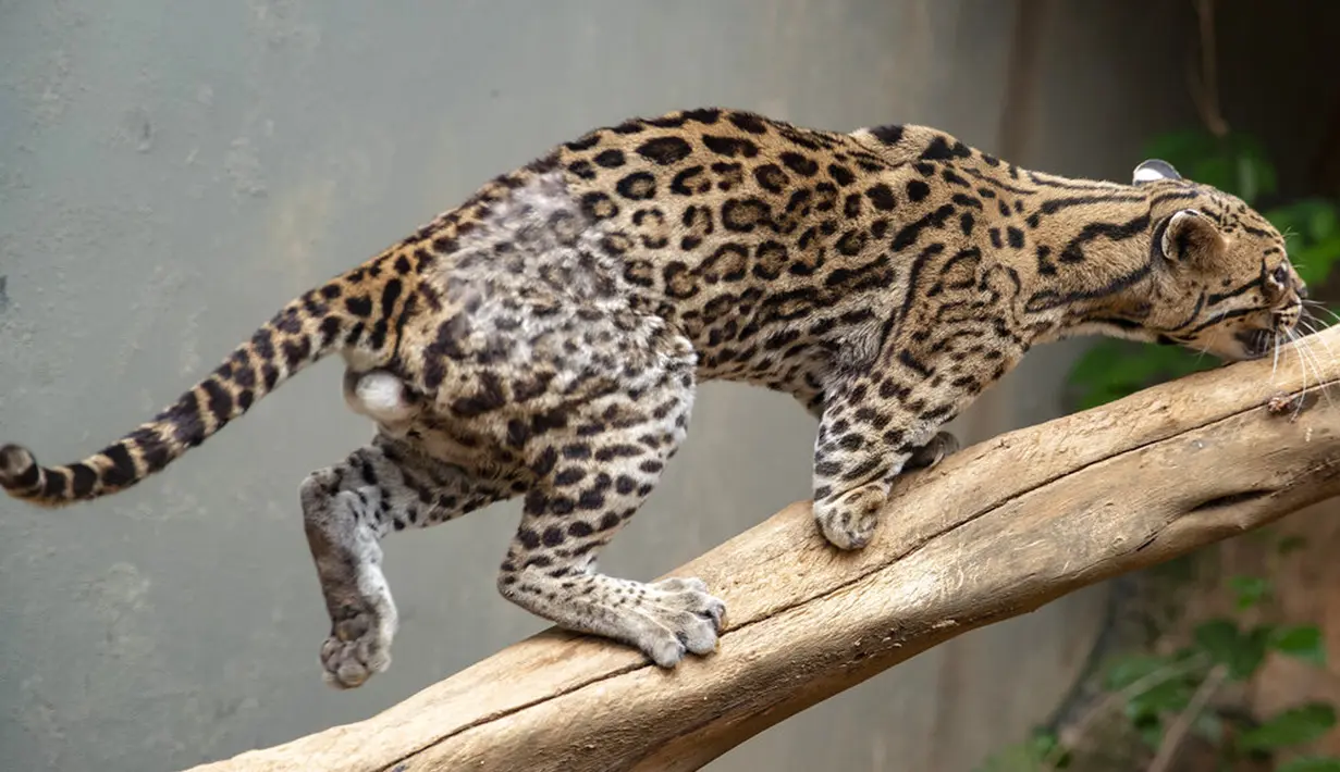 Seekor ocelot cedera yang kehilangan sebagian kakinya saat ditabrak mobil memanjat cabang dalam kandangnya di LSM Mata Ciliar, Jundiai, Brasil, Selasa  (20/10/2020). Asosiasi itu merawat hewan korban kebakaran, bencana lingkungan atau penyelundupan, dan merehabilitasinya. (AP Photo/ Andre Penner)