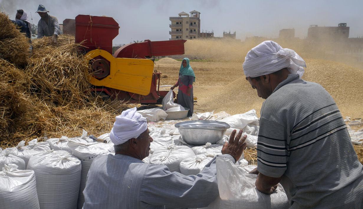 Pemilik tanah menghitung kantong gandum di sebuah peternakan di provinsi Delta Nil al-Sharqia, Mesir, Rabu (11/5/2022). Ukraina dan Rusia menyumbang sepertiga dari ekspor gandum dan jelai global, yang diandalkan oleh negara-negara di Timur Tengah dan Afrika untuk memberi makan jutaan orang yang hidup dari roti bersubsidi. (AP Photo/Amr Nabil)