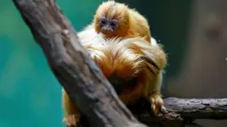 Seekor monyet tamarin singa emas membawa bayinya yang baru lahir di Kebun Binatang Biblikal Yerusalem, 22 Maret 2018. Monyet itu dicantumkan sebagai hewan yang terancam punah menurut the International Union for Conservation of Nature. (AHMAD GHARABLI/AFP)