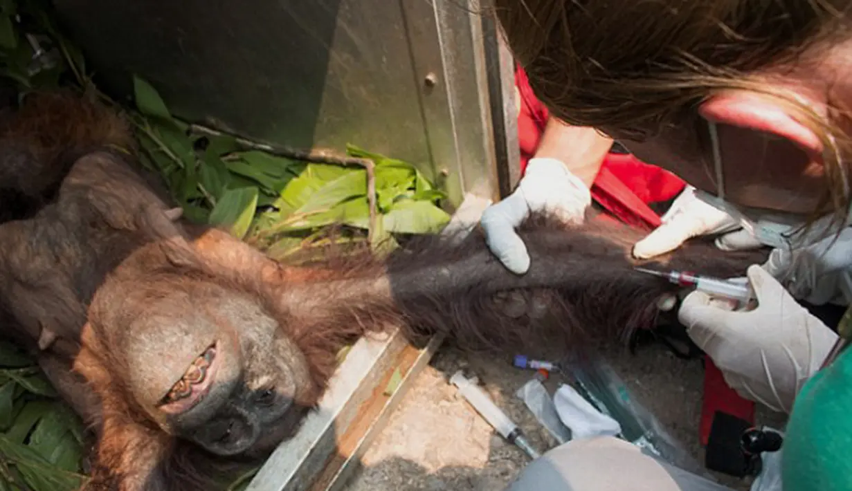 Tim International Animal Rescue memberikan suntikan pada ibu dan bayi orangutan usai insiden kebakaran hutan di Kalimantan Barat (10/11). Orangutan dan bayinya melarikan diri dari amukan api yang menghancurkan habitatnya. (AFP PHOTO/Dailymail)