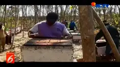 Musim kemarau yang kerap kali membuat dampak kekeringan ternyata menjadi berkah tersendiri bagi peternak lebah.