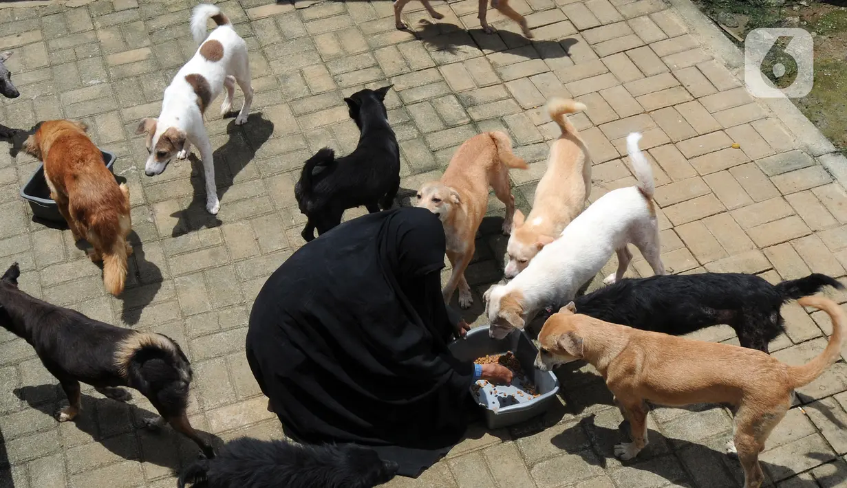 Pecinta hewan Hesti Sutrisno memberi makan anjing-anjing liar peliharaannya di rumah penampungan sementara Green House, Tenjolaya, Bogor, Jawa Barat, Minggu (14/3/2021). Biaya pakan dan kesehatan anjing-anjing tersebut Hesti kumpulkan dari hasil jualan keripik. (merdeka.com/Arie Basuki)