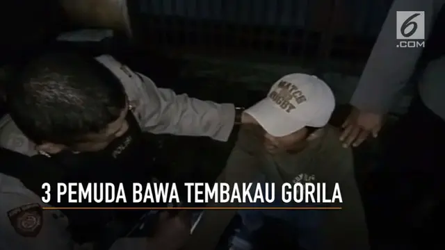 Tiga pemuda di Kramat Jati, Jakarta Timur, terciduk membawa tembakau gorila.