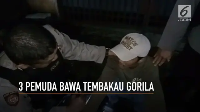 VIDEO: Bawa Tembakau Gorila, 3 Pemuda Ditangkap