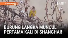 Seekor Red-headed Bunting, burung langka asal Asia Tengah, tercatat muncul untuk pertama kalinya di Shanghai. Penemuan di Distrik Fengxian ini diduga terkait pola migrasi musim dingin dan menambah catatan baru keanekaragaman hayati di kota tersebut.