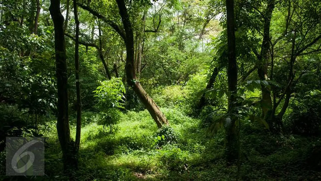 Bak Negeri Dongeng, Hutan di Belgia Ini Berubah Menjadi Biru