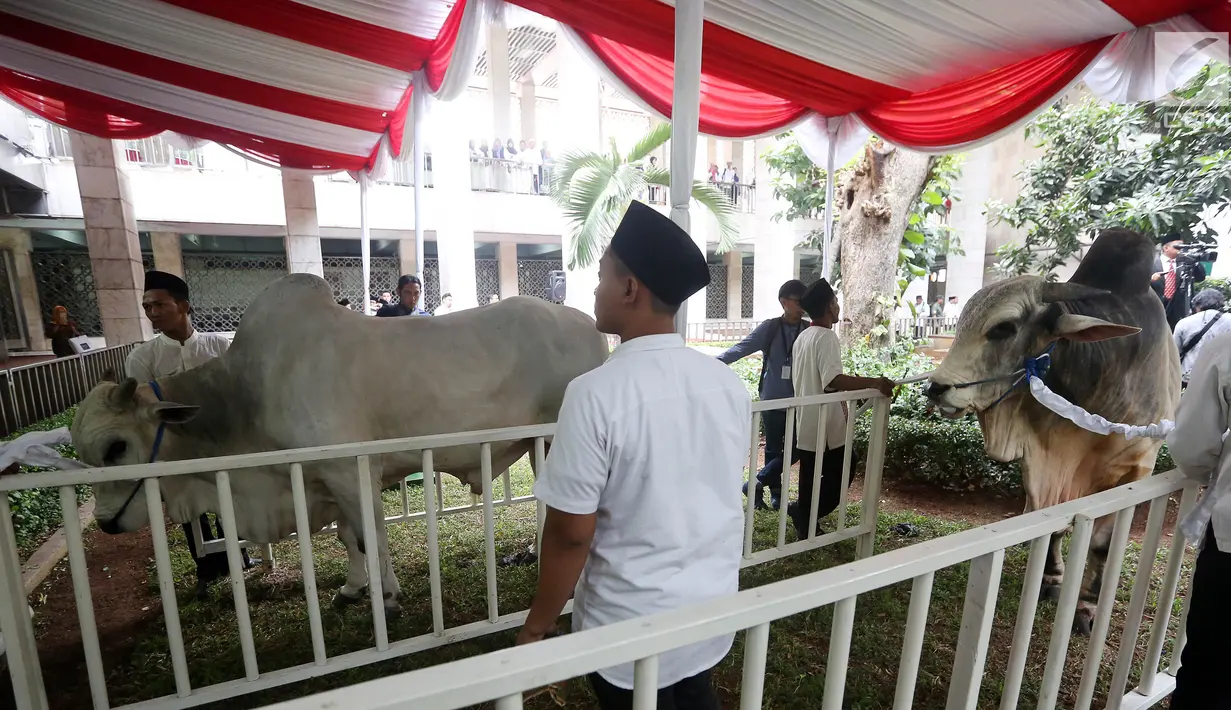Hewan Kurban sapi milik Presiden dan Wakil Presiden yang di berikan kepada pengurus Masjid Istiqal, Jakarta, Jumat (1/9). Sapi tersebut beratnya 1,5 Ton untuk Presiden dan 1,3 Ton Wakil Presiden. (Liputan6.com/JohanTallo)