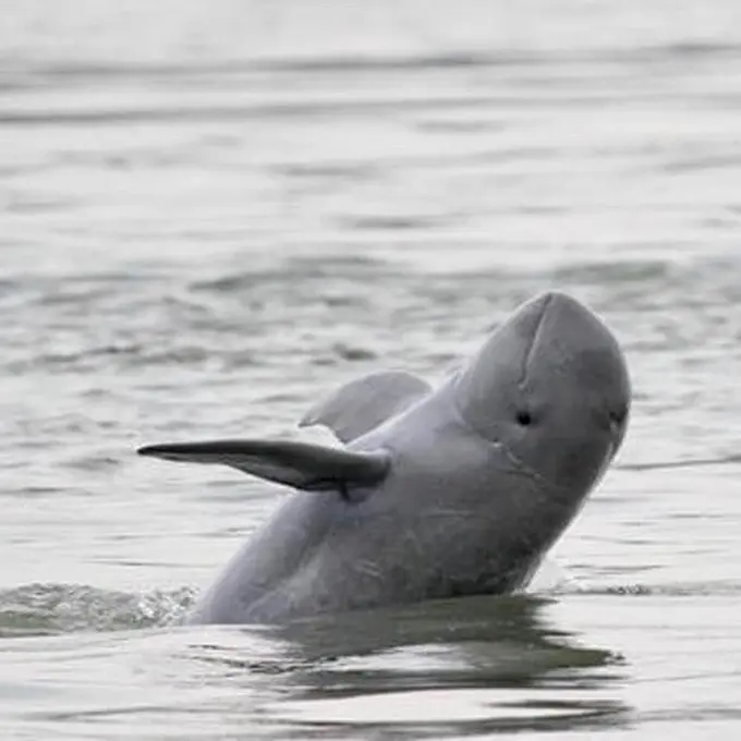 Ilustrasi pesut mahakam